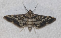 Rhimphalea sceletalis