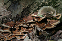 Inonotus cuticularis