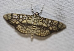 Haritalodes obliqualis