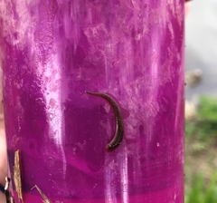 Erpobdella octoculata