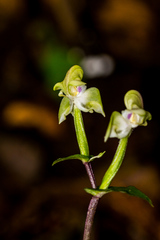 Disperis lindleyana