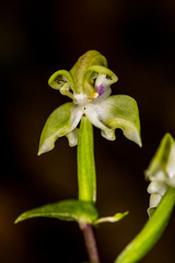 Disperis lindleyana