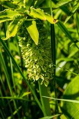 Eucomis comosa
