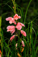 Gladiolus ochroleucus