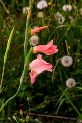 Gladiolus ochroleucus