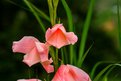 Gladiolus ochroleucus