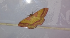 Rhodostrophia discopunctata