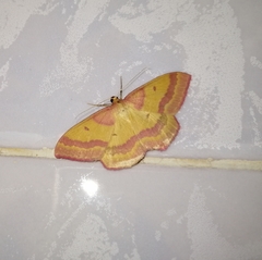 Rhodostrophia discopunctata