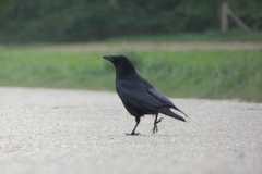 Corvus corone