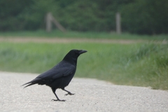 Corvus corone