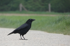 Corvus corone