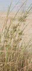 Cyperus conglomeratus
