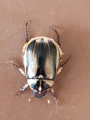 Anomala ruficapilla