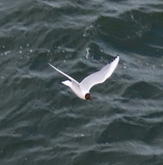Chroicocephalus ridibundus