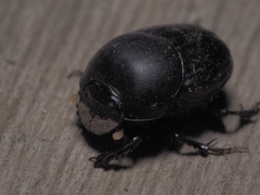 Onthophagini