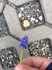 Muscari
