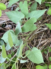 Calystegia catesbeiana