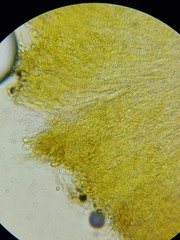 Entoloma luteum