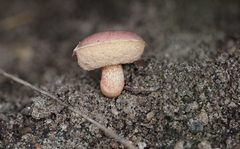 Australopilus palumanus