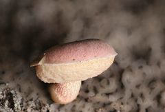 Australopilus palumanus