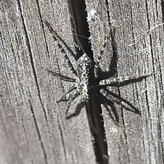 Acantholycosa lignaria