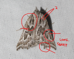 Plataea californiaria