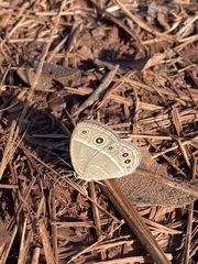 Brakefieldia perspicua