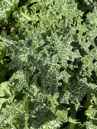 Silybum marianum