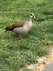 Alopochen aegyptiaca