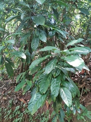 Cola nitida