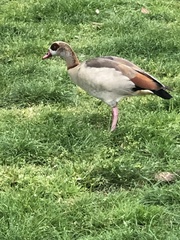 Alopochen aegyptiaca