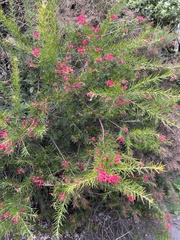 Grevillea