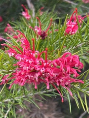 Grevillea
