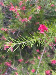 Grevillea