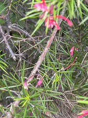 Grevillea