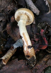 Cortinarius flavifolius