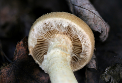 Cortinarius flavifolius