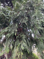 Chamaecyparis lawsoniana