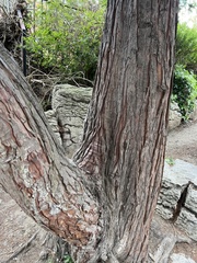Chamaecyparis lawsoniana