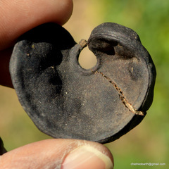 Enterolobium