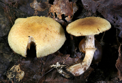 Cortinarius flavifolius