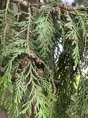 Chamaecyparis lawsoniana