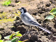 Motacilla alba
