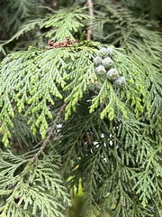 Chamaecyparis lawsoniana
