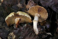 Cortinarius flavifolius