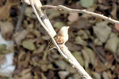 Passer domesticus