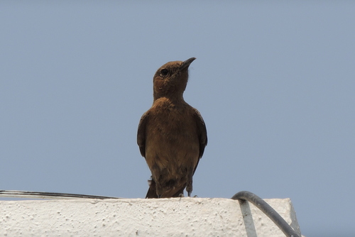 Brown Rock Chat (Oenanthe fusca), photo 7