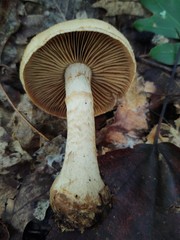 Cortinarius flavifolius