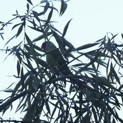 Psittacula himalayana