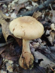 Cortinarius flavifolius